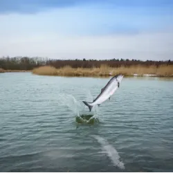 Contour – Recette Ultra-Premium British Heritage pour chiens toniques