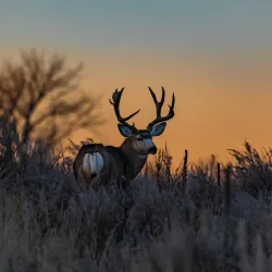 Estate Living – Croquettes Ultra-Premium British Heritage au gibier