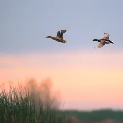 Beginning Large Breed – Ultra-Premium British Heritage chiot grandes races