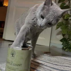 THE GENTLE GIANT – Friandises naturelles au saumon pour chats | ESSENTIAL FOODS