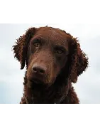 Retriever à poil bouclé