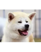 Akita Inu