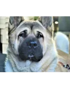 Akita Américain