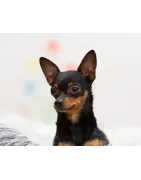 English Toy Terrier 