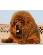 Dogue du Tibet