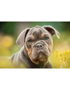 Bulldog anglais