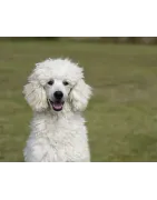 Caniche 