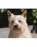 Cairn Terrier