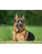 Berger Allemand: caractère, santé, éducation, alimentation, conditions de vie