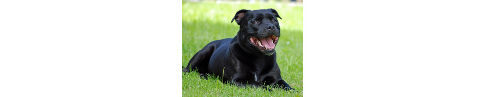 Staffordshire Bull Terrier: caractère, santé, éducation, alimentation, conditions de vie