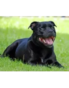 Staffordshire Bull Terrier