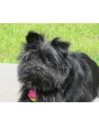 Affenpinscher