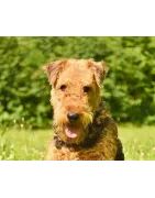 Airedale terrier