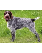 Barbu Tchèque :  caractère, santé, éducation, alimentation, conditions de vie