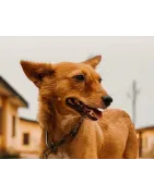 Basenji