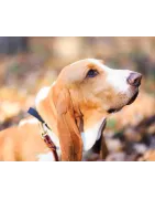 Basset Artésien-Normand: caractère, santé, éducation, alimentation, conditions de vie