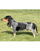 Basset bleu de Gascogne