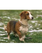 Basset de Westphalie