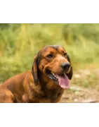 Basset des Alpes : caractère, santé, entretien, alimentation