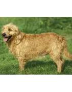 Basset fauve de Bretagne