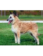 Berger Belge Laekenois : caractère, santé et entretien