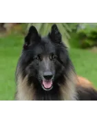  Berger Belge Tervueren :  caractère, santé, éducation, alimentation, conditions de vie