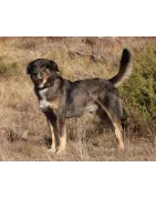 Berger de Savoie : caractère, santé et entretien