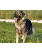 Berger du massif du Karst