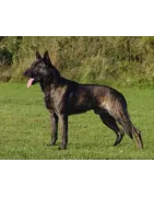 Berger Hollandais : caractère, santé, éducation, alimentation, conditions de vie