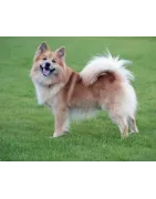 Berger Islandais :caractère, santé, éducation, alimentation, conditions de vie