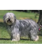 Berger Polonais de Plaine
