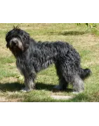 Berger Portugais : caractère, santé et entretien