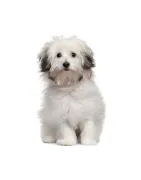 Bichon Bolonais