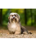 Bichon Havanais :  caractère, santé, éducation, alimentation, conditions de vie