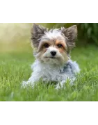 Biewer Yorkshire