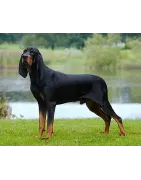 Black and Tan Coonhound