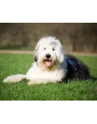 Bobtail