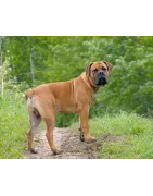 Boerbull:  caractère, santé, éducation, alimentation, conditions de vie