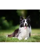 Border Collie:  caractère, santé, éducation, alimentation, conditions de vie