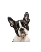 Boston Terrier 