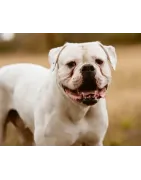 Bouledogue Américain
