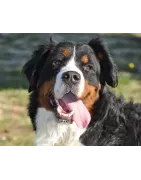 Bouvier Bernois: caractère, santé, éducation, alimentation, conditions de vie