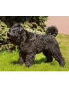Bouvier des Flandres: caractère, santé, éducation, alimentation, conditions de vie
