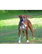 Boxer 