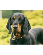 Brachet autrichien noir et feu: caractère, santé, éducation, alimentation, conditions de vie