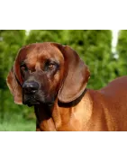 Brachet Tyrolien
