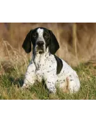 Braque d'Auvergne: caractère, santé, éducation, alimentation, conditions de vie